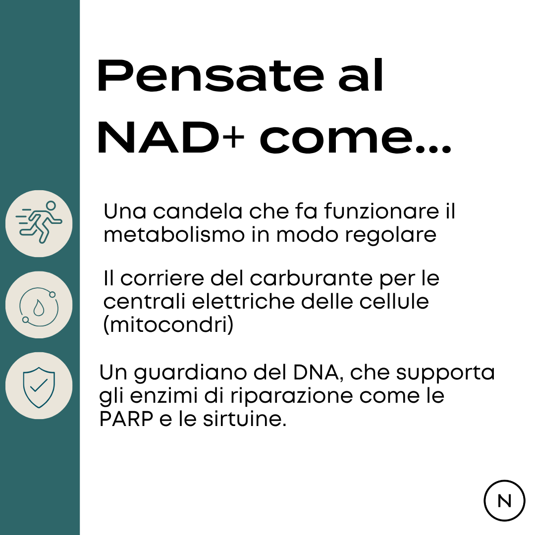nad+ nmn