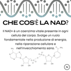 nad+ benefici