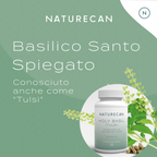 basilico sacro
